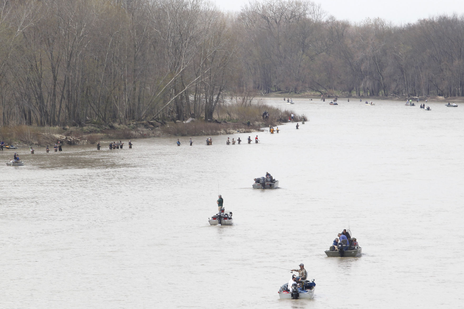 Maumee River walleye are on the run Senttrib